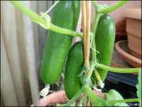 c032.webp