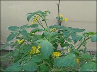 c033.jpg