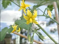 c034.webp