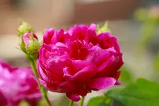 _MG_9783.webp