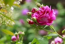 _MG_9597.webp