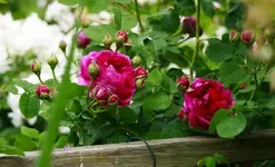 _MG_9566.webp