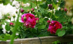 _MG_9566.JPG