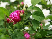 _MG_9446.webp