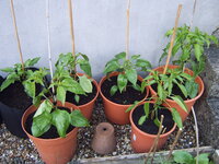 Paprika 29.05 (1).JPG
