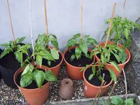Paprika 29.05 (1).webp