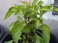 Paprika 29.05 (2).webp