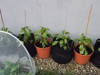 Paprika 29.05 (3).webp