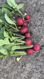 IMG_4537.jpeg