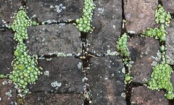 IMG_0066.jpeg