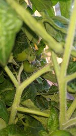IMG_20250530_202126.jpg