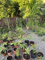 IMG_0974.jpeg
