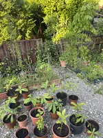 IMG_0974.jpeg