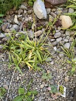 IMG_0978.jpeg