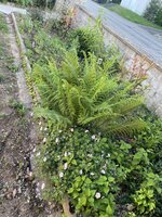 IMG_0980.jpeg