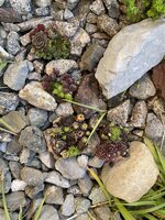 IMG_2041.jpeg