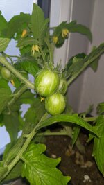 IMG_20250530_210957.jpg