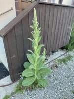 IMG_2042.jpeg