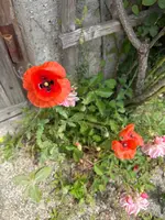 96B04775-40A2-45D9-8243-46DC7591FA0F.webp