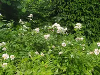 IMG_20250531_145855.webp