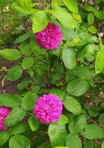 IMG_20250531_150038.jpg