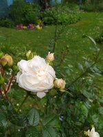 IMG_20250531_150017.jpg