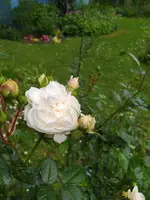 IMG_20250531_150017.webp
