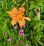 IMG_20250531_150249.webp