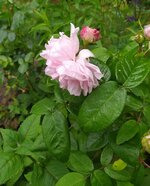 IMG_20250531_145943.jpg