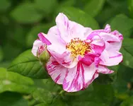_MG_0018.webp