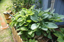 DSC01065.JPG
