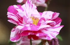 _MG_0116.webp