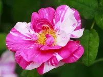 _MG_0118.webp