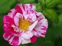 _MG_0120.webp