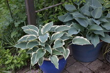 Hosta     1425.JPG