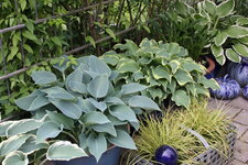 Hosta     1525.JPG