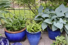 Hosta     1725.webp