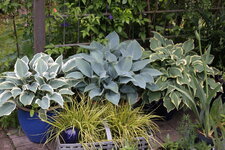 Hosta     1825.JPG