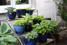 Hosta     2125.JPG