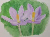2025MCrocus1.webp