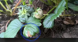 Screenshot_20250531_162501_Samsung Internet.webp