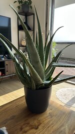 IMG_7367.jpeg