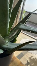 IMG_7364.jpeg