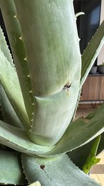 IMG_7366.jpeg