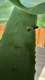 IMG_7369.jpeg