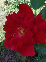 IMG_20250531_115445.jpg