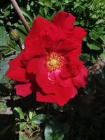 IMG_20250531_115431.jpg