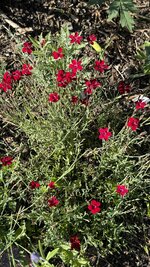 IMG_4535.jpeg