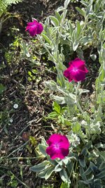 IMG_4536.jpeg