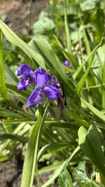 IMG_4542.jpeg
